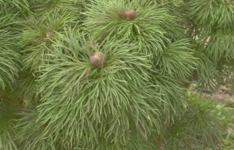 paeonia_tenuifolia_staudenpfingstrose