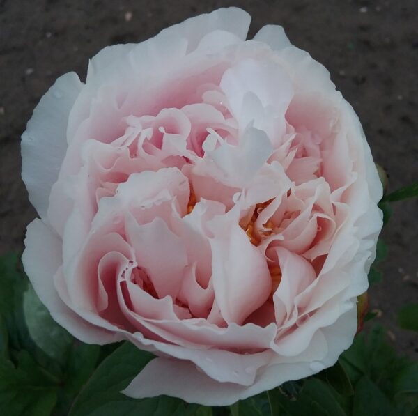 Blushing Princess – paeonies.com